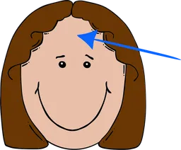 forehead.webp
